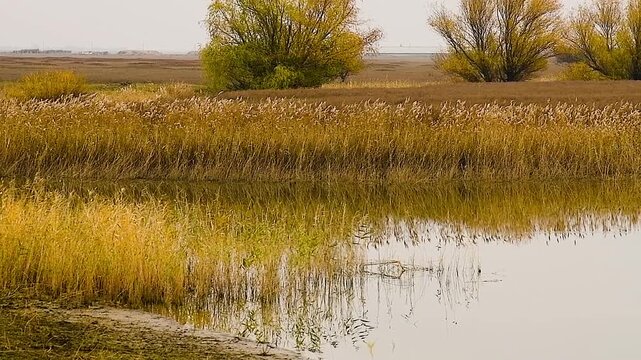Calm autumn landscape. Tall yellow reeds and trees with autumn foliage grow around the reservoir.
