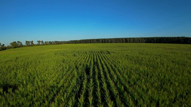 Pole kukurydzy w słoneczny letni dzień dron fpv