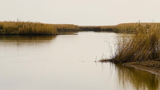 Calm autumn landscape. Tall yellow reeds and trees with autumn foliage grow around the reservoir.