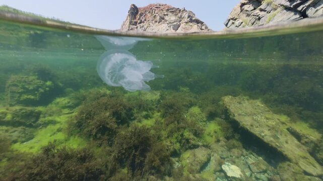 Rhizostoma Pulmo Jellyfish Swimming in Black Sea Split View