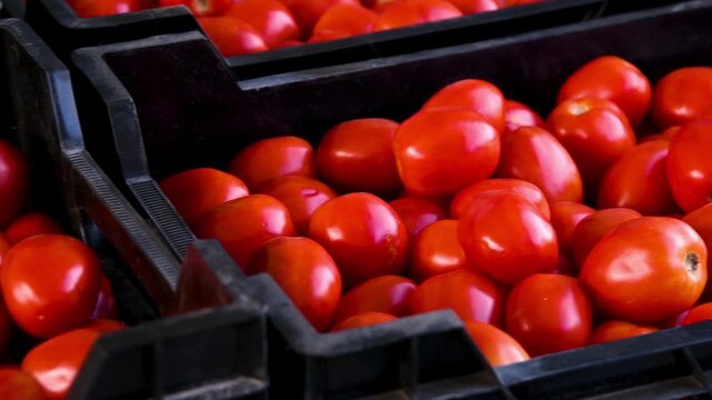 Crates of fresh and ripe bright red tomatoes are ready for sale.