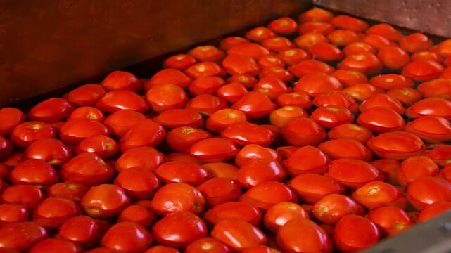 The process of washing tomatoes at an agricultural processing plant.