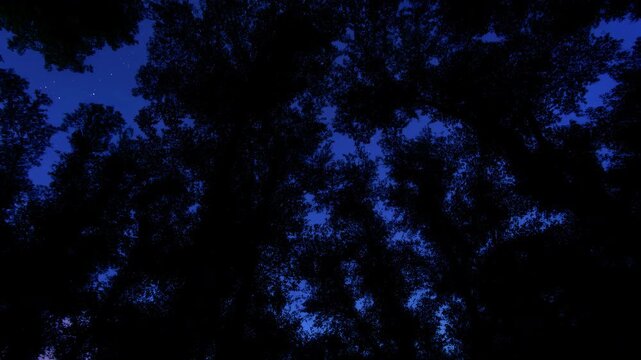 Upward forest canopy view showing tall trunks and arching branches framing layered leaves, with shifting light and shadow across dense treetops under calm twilight sky