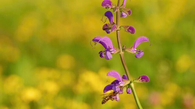 A honey bee collects pollen from the purple flowers of meadow sage in a wildflower meadow, illuminated by warm evening sunlight.