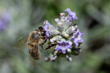 bee on a flower © Mehmet