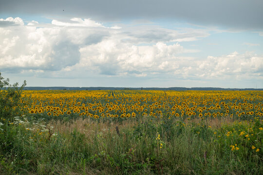 A field of sunflowers on a cloudy summer day.