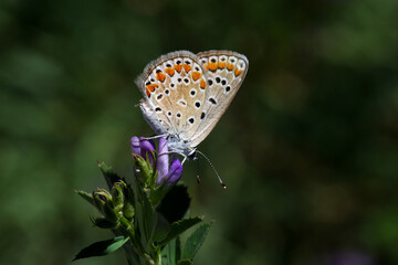 butterfly on flower © Mehmet