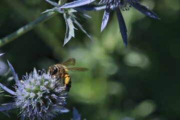 Bee on a flower © Valerie