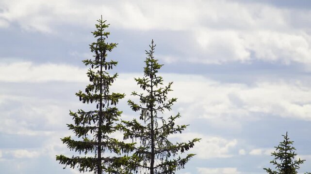 Fir tree tops rise into a layered cloudy sky with no land visible, giving a simple natural silhouette for concepts of wilderness or climate.