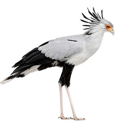 Obraz premium Secretary Bird with Spread Wing Isolated on Transparent Background – Elegant African Bird PNG for Wildlife and Nature Design
