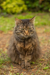 Naklejka premium Portrait of a long haired tabby cat sitting outdoors on the grass and looking directly at the camera. Fluffy domestic cat in a natural garden setting with soft blurred background. Pet, animal, feline 