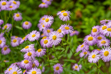 Obraz premium Close-up of delicate purple fleabane daisy flowers with bright yellow centers blooming in a lush summer garden. Selective focus and soft green background emphasize the beauty of ornamental blossoms, m