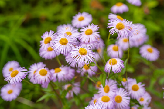 Close-up of delicate purple fleabane daisy flowers with bright yellow centers blooming in a lush summer garden. Selective focus and soft green background emphasize the beauty of ornamental blossoms, m