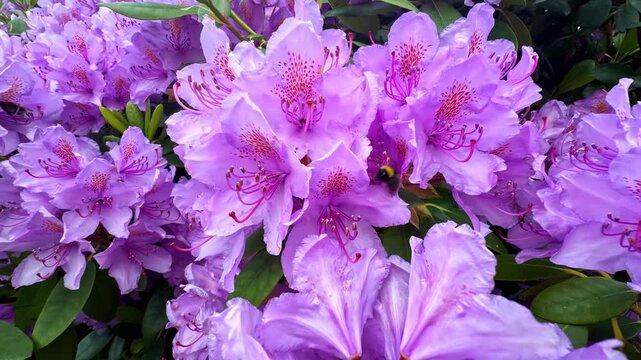 Camera moves forward through blooming purple rhododendron flowers as bumblebee pollinates in Flam Aurland Norway