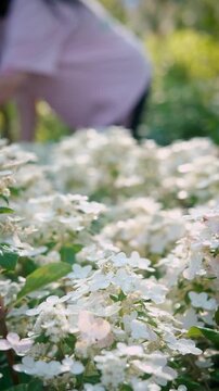 A white hydrangea is in the foreground. A professional gardener works in a garden center or nursery, caring for plants, overseeing watering, fertilizing, pruning, repotting, and pest control. She