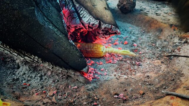 Closeup of sweet corn roasting over glowing embers while a traditional Hath Pakha hand fan pushes air to intensify the wood fire