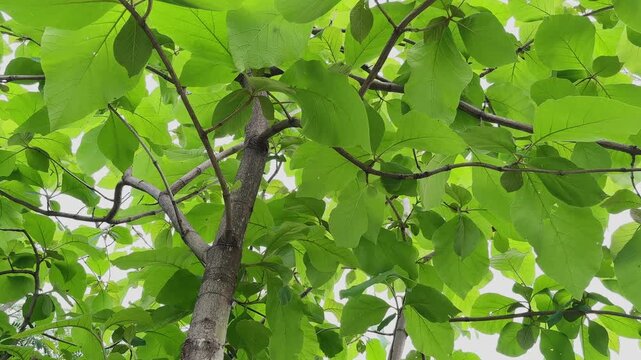 Low angle closeup of a mature teak tree trunk with broad green leaves highlighting the premium hardwood species in its natural habitat