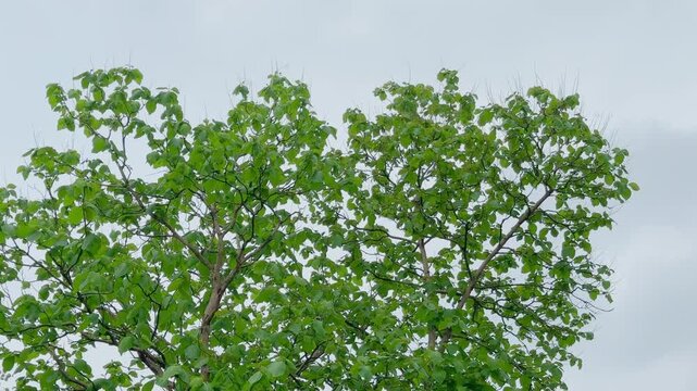 Static view of the upper canopy of a mature teak tree with dense green foliage against an overcast sky highlighting premium hardwood species