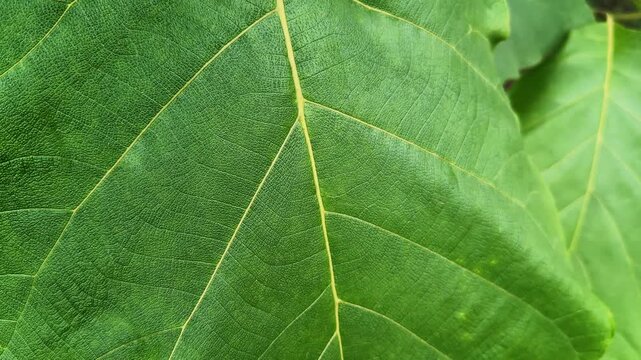 Closeup of a fresh teak leaf highlighting intricate vein patterns rich texture and vibrant green surface in natural daylight