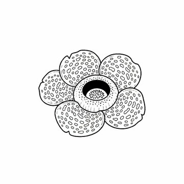Rafflesia arnoldii corpse flower line art drawing on white background