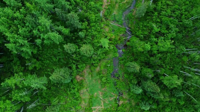 Scenic Aerial View of Green Forests and Fields in Alberta