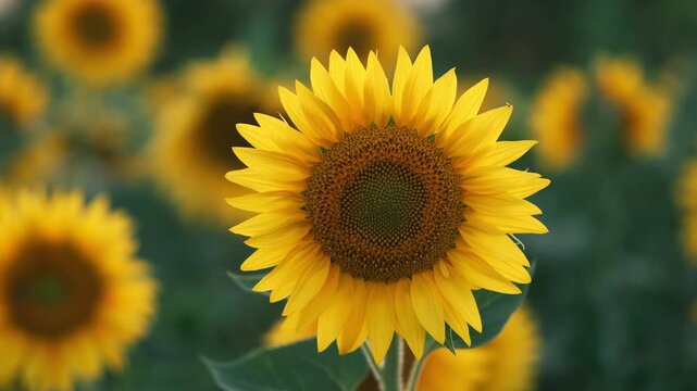 Gorgeous sunflower on a field with its petals moving in a breeze. Beautiful Yellow and teal summer scene. 