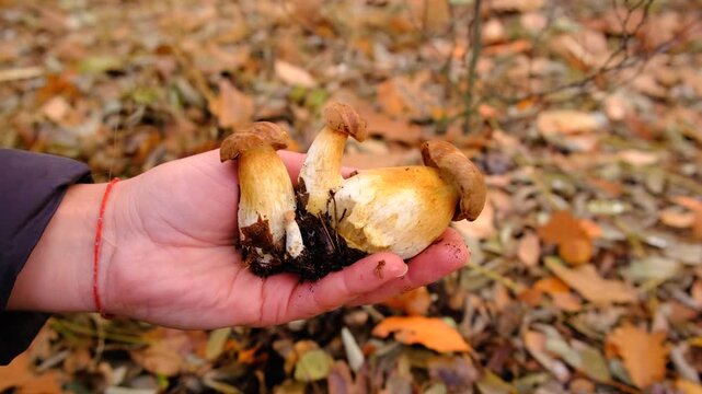 Mushroom picking in the forest. Selective focus.