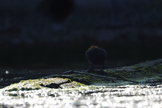 coot