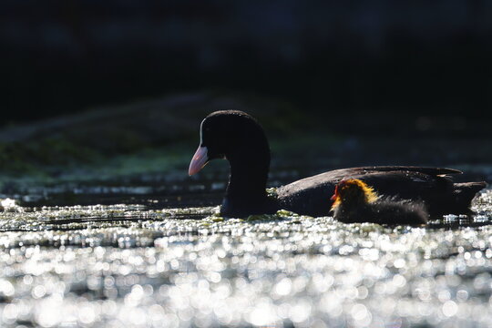 coot