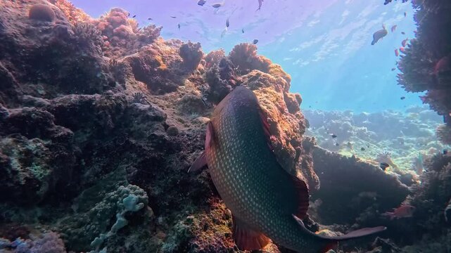 Large bohar snapper fish Lutjanus bohar swimming underwater in open blue water on coral reef being cleaned by cleaner wrasse
