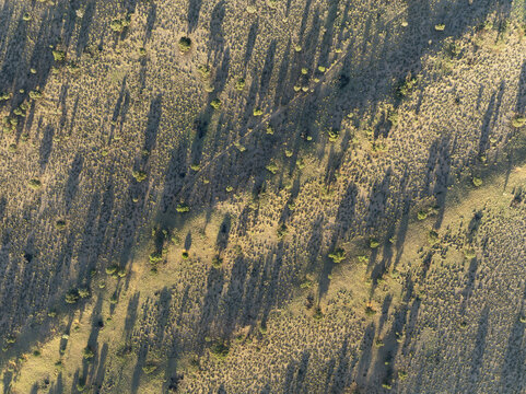 Aerial view of the Kalahari Desert landscape featuring sparse vegetation, scattered shrubs, and long shadows cast by the low sun across the arid terrain in Kalahari Desert, Hardap Region, Namibia.