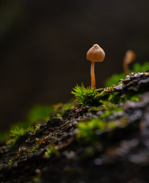 Tiny mushroom growing on the trunk of a tree with moss isolated against a dark background