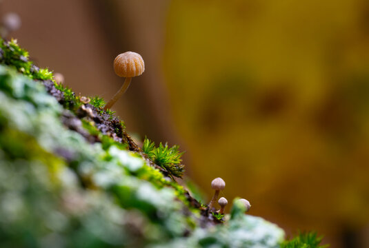 Tiny mushrooms growing on the trunk of a tree with lichen and moss