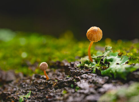 Tiny golden-brown mushrooms growing with lichen and moss on the branch of a tree