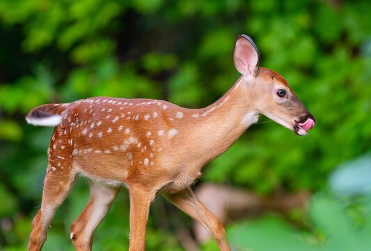 Closeup of a white-tailed deer fawn licking its nose