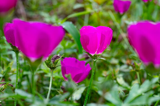 Winecup poppy flower blooming a rich magenta color