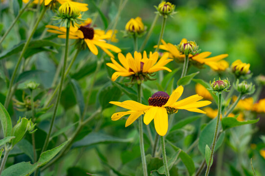 Black-eyed Susans blooming together in a cluster