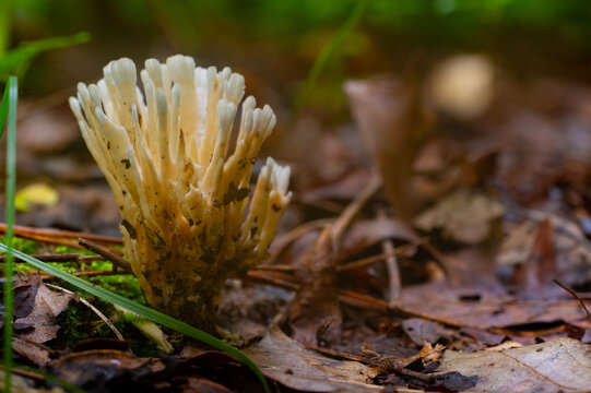 Closeup of white coral fungus growing in a bed of fallen leaves, Audubon Acres, Chattanooga, Tennessee