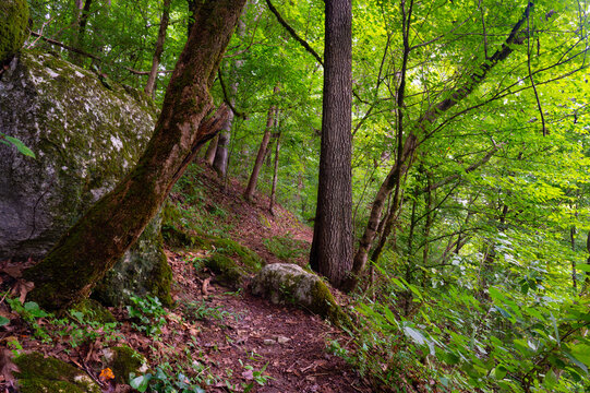 Hiking path in the woods in Audubon Acres, Chattanooga, Tennessee, with rich green foliage, boulders and rocks
