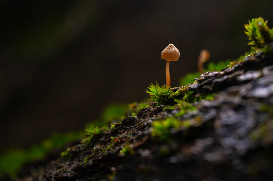 Tiny mushroom growing on the bark of a tree trunk with moss and isolated against a dark background