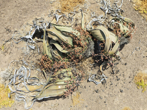 Aerial view of a Welwitschia mirabilis plant with its characteristic long, leathery leaves spreading across the arid desert floor in Kunene Region, Namibia.