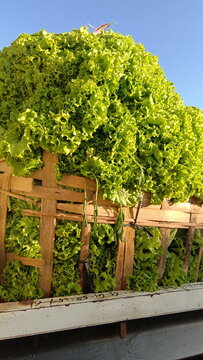 A large pile of fresh green curly lettuce tightly packed inside traditional wooden bamboo crates on a truck ready for harvest delivery and market distribution.