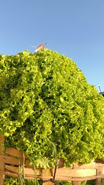 A large pile of fresh green curly lettuce tightly packed inside traditional wooden bamboo crates on a truck ready for harvest delivery and market distribution.