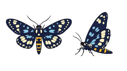 Blue patterned moth illustration with top and side views © Andrei