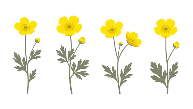 Set of yellow buttercup style flowers with stems and leaves