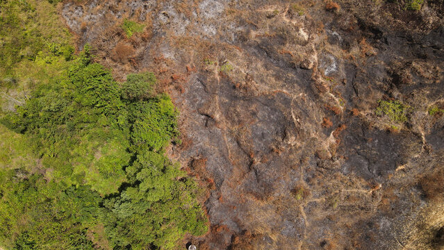 Aerial view of a landscape showing the contrast between a lush green forest and a large area of burnt land caused by deforestation in Papua, Indonesia.