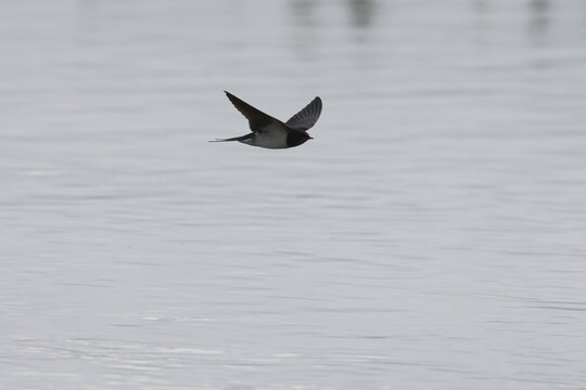 barn swallow