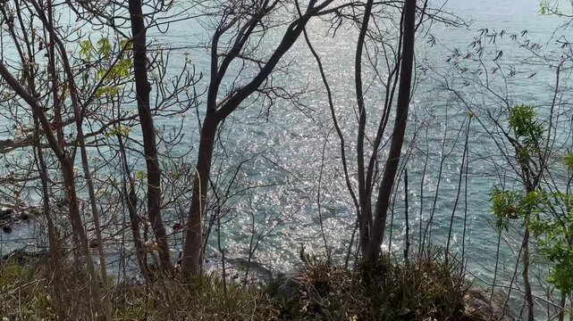 trees in the fossa