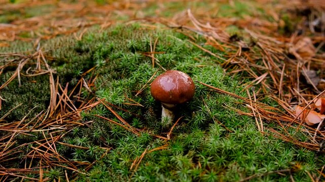 Mushroom picking in the forest. Selective focus.