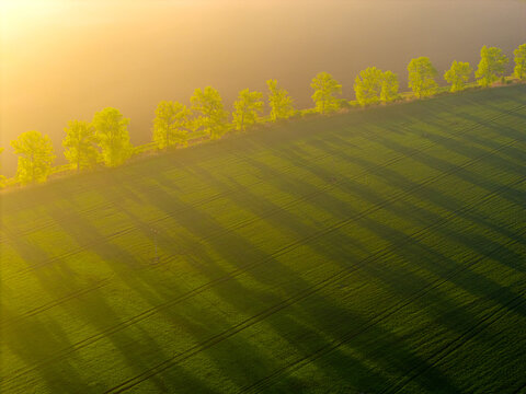 Aerial view of a vibrant green field with a row of trees casting long shadows during golden hour in Kyjov, South Moravian Region, Czechia.